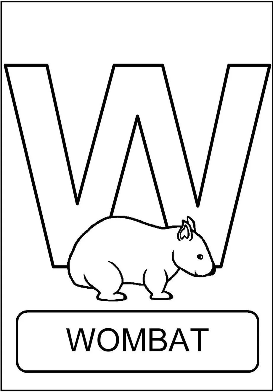 Alfabeto animais Wombat letra W