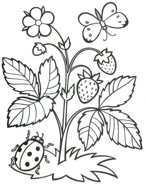 Moranguinho Pé de Morango para colorir: desenho detalhado com flor, morangos, joaninha e borboleta.