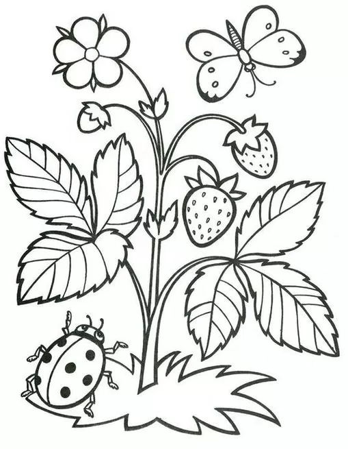 Moranguinho Pé de Morango para colorir: desenho detalhado com flor, morangos, joaninha e borboleta.