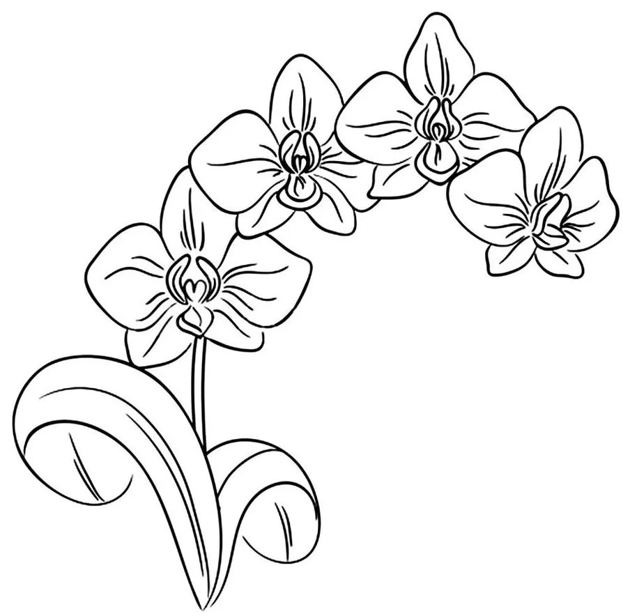Orquídea para colorir: Desenho artístico detalhado com pétalas e folhas para uma atividade relaxante de pintura e conexão com a natureza.