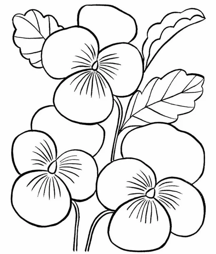 Desenho de Orquídeas para Colorir: Três Flores Detalhadas