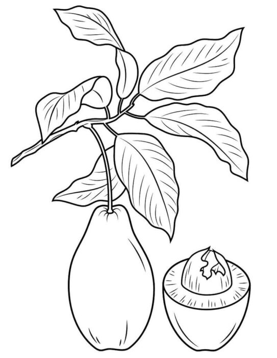 Desenhos de Abacates para imprimir e colorir Abacate no pé Abacates no pé: Desenho para colorir com abacate pendurado e cortado