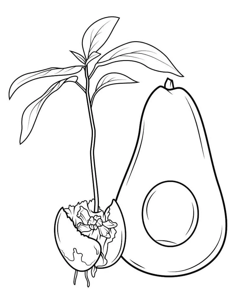Desenhos de Abacates para imprimir e colorir Pé de abacate Abacates para colorir: ciclo de vida do abacate em desenho artístico.