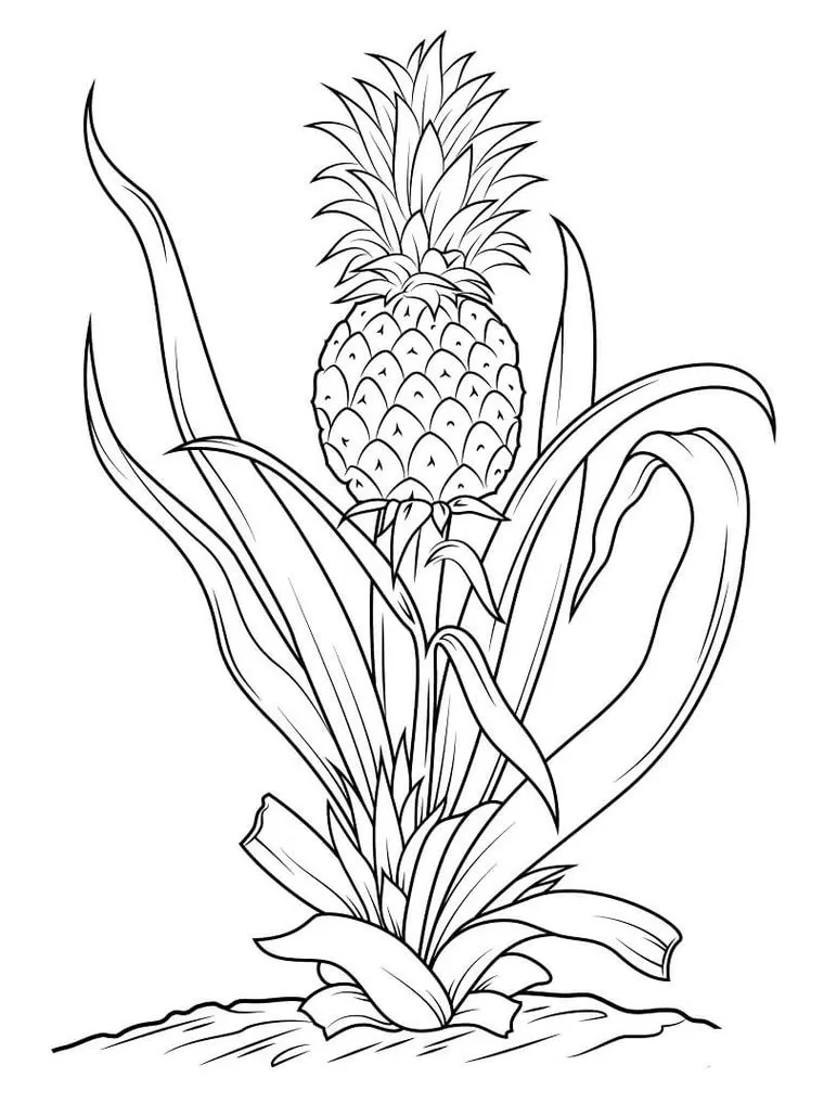Abacaxi no pé: Desenho para colorir de abacaxis tropicais.