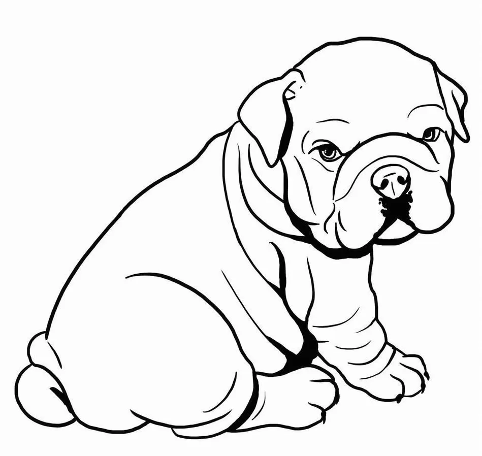 Desenho de cachorro bochechudo para colorir: filhote de bulldog adorável