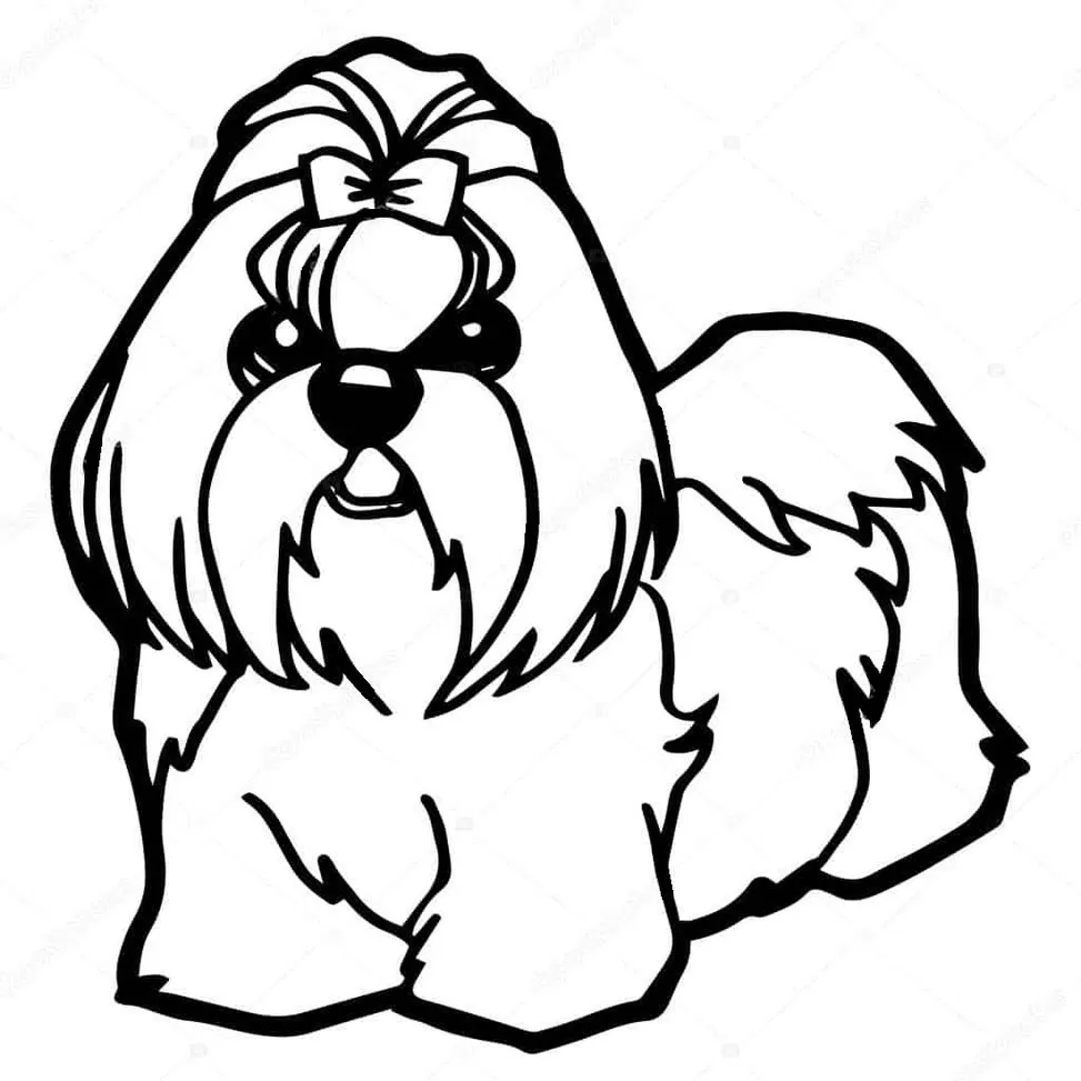 Shih Tzu para colorir: Desenho detalhado de cachorro com laço.