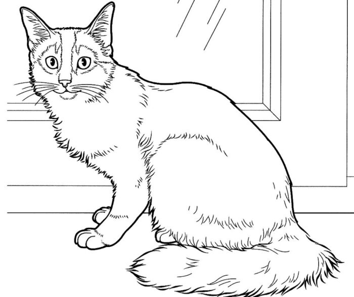 Gato Peludo para Colorir: Desenho detalhado de um felino de pelos longos sentado perto da janela.