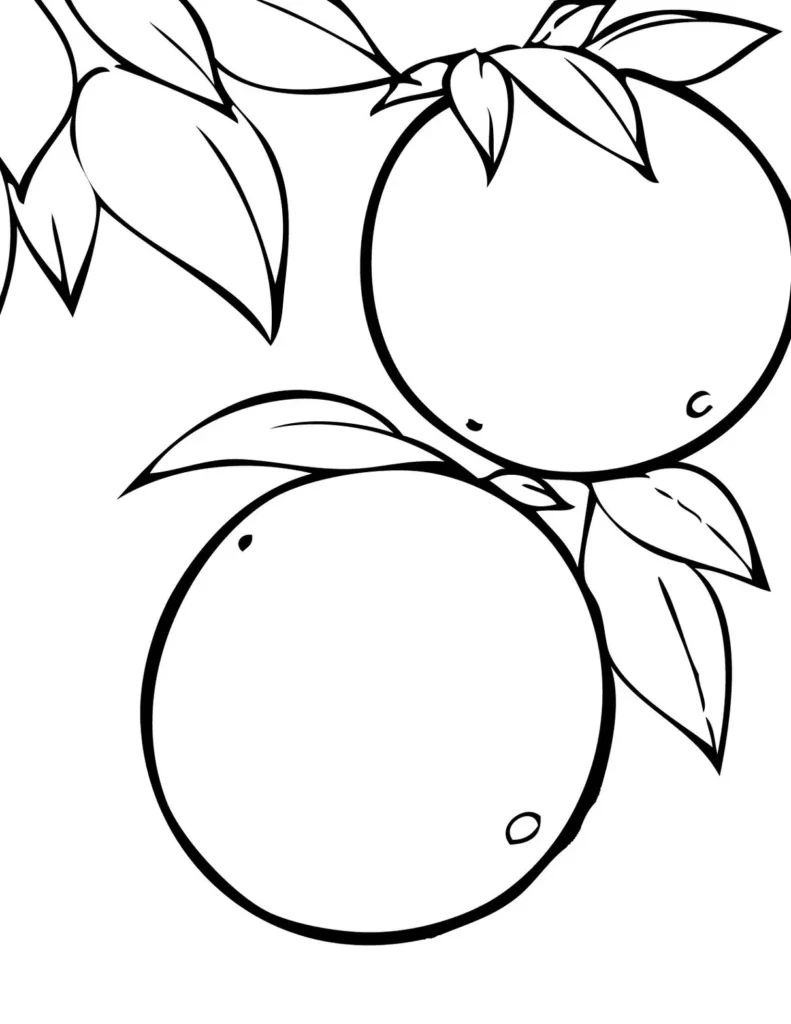 Laranjas para colorir: Desenho detalhado de laranjas e folhas em galho.