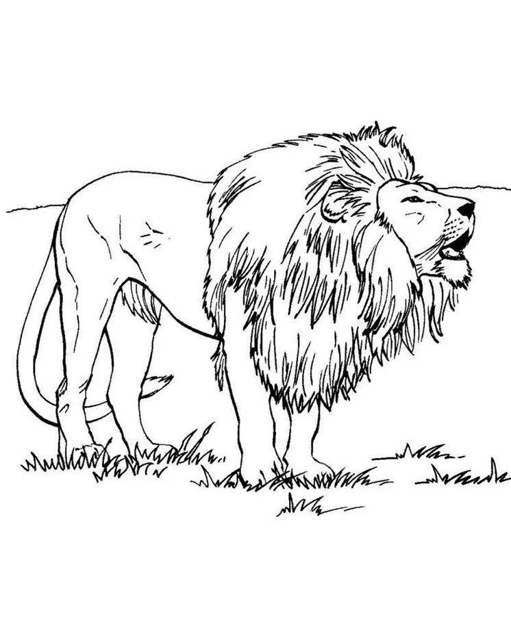 Desenho de leão rei da selva para colorir: atividade criativa e divertida.