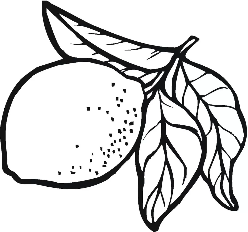 Desenho de limão com folhas para colorir e imprimir. Arte de limão detalhada com folhagem.
