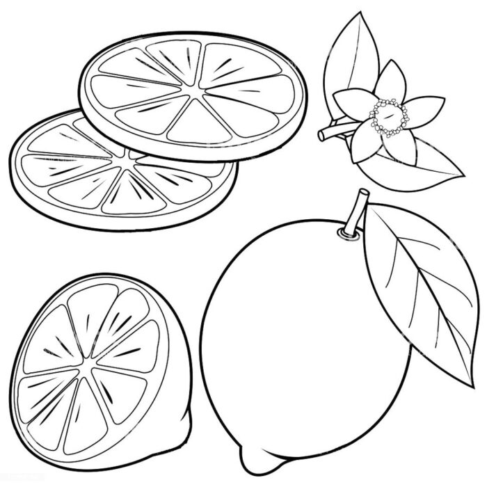 Limões para colorir: rodelas, metade e limão inteiro com folha e flor.