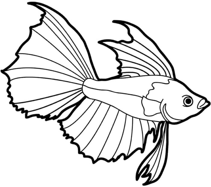 Desenho de peixe betta com grandes barbatanas para colorir. Divirta-se pintando este peixe ornamental!