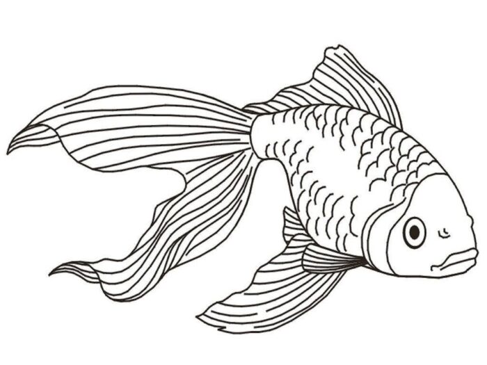 Peixe Ornamentado com Nadadeiras Fluidas para Colorir: Atividade Criativa