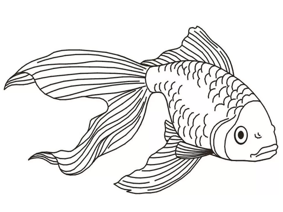 Peixe Ornamentado com Nadadeiras Fluidas para Colorir: Atividade Criativa