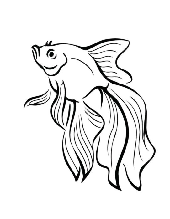 Desenho de peixe ornamental para colorir: corpo arredondado e nadadeiras fluidas