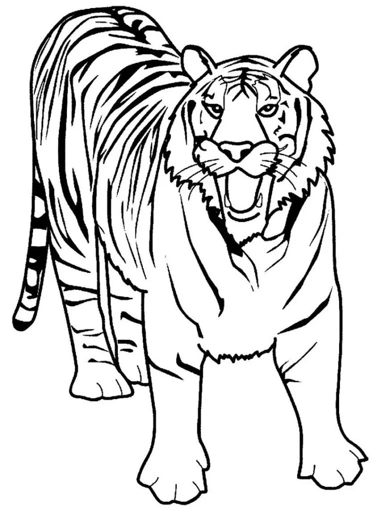 Tigre com boca aberta para colorir: diversão e arte com felinos