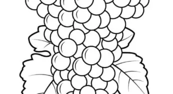 Desenhos de Uvas para imprimir e colorir