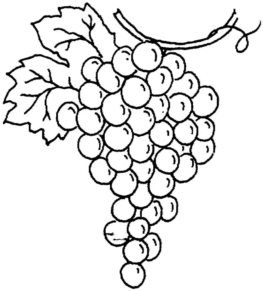 Cacho de Uvas para Colorir e Imprimir: Desenho Detalhado