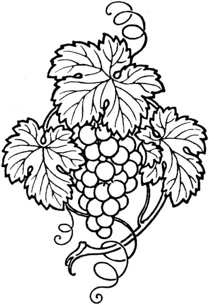 Rama de uva com folhas e brotos para colorir. Desenho detalhado de cacho de uvas.