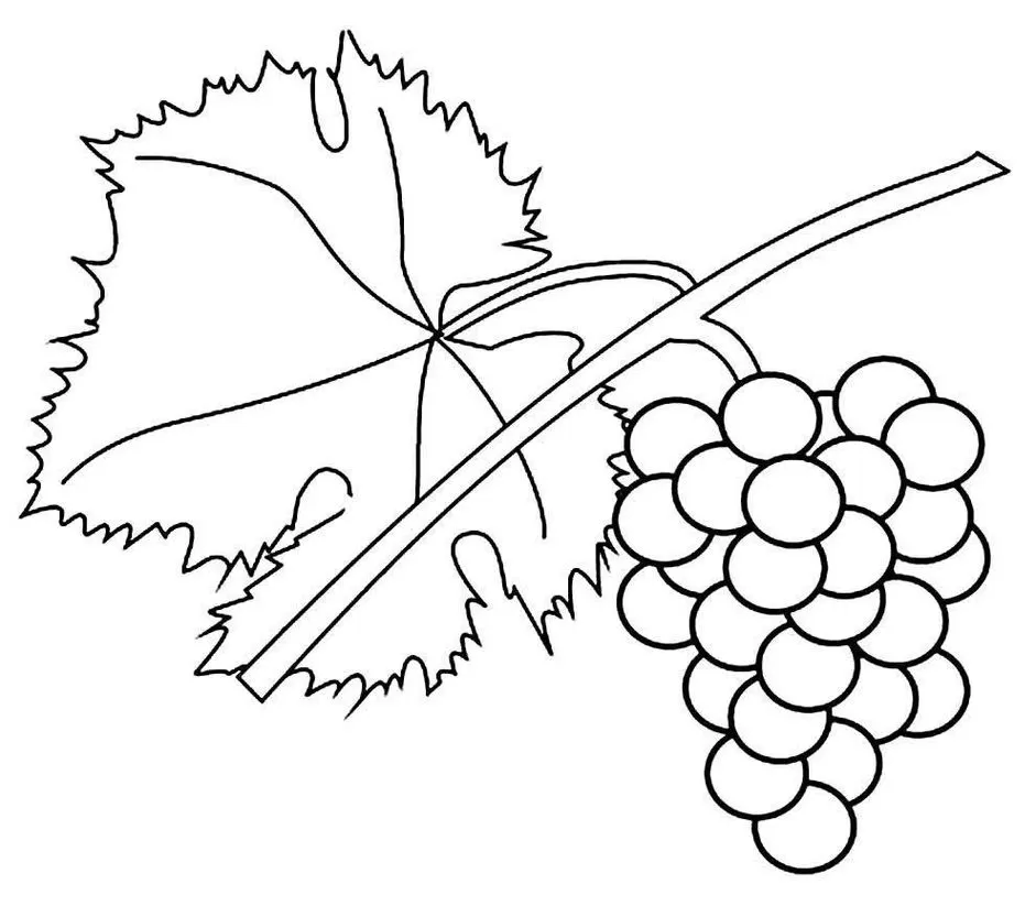 Desenho de cacho de uvas e folha de videira para colorir.