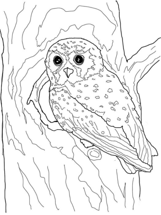 Coruja em árvore: desenho detalhado para colorir, explorando a natureza e a arte.