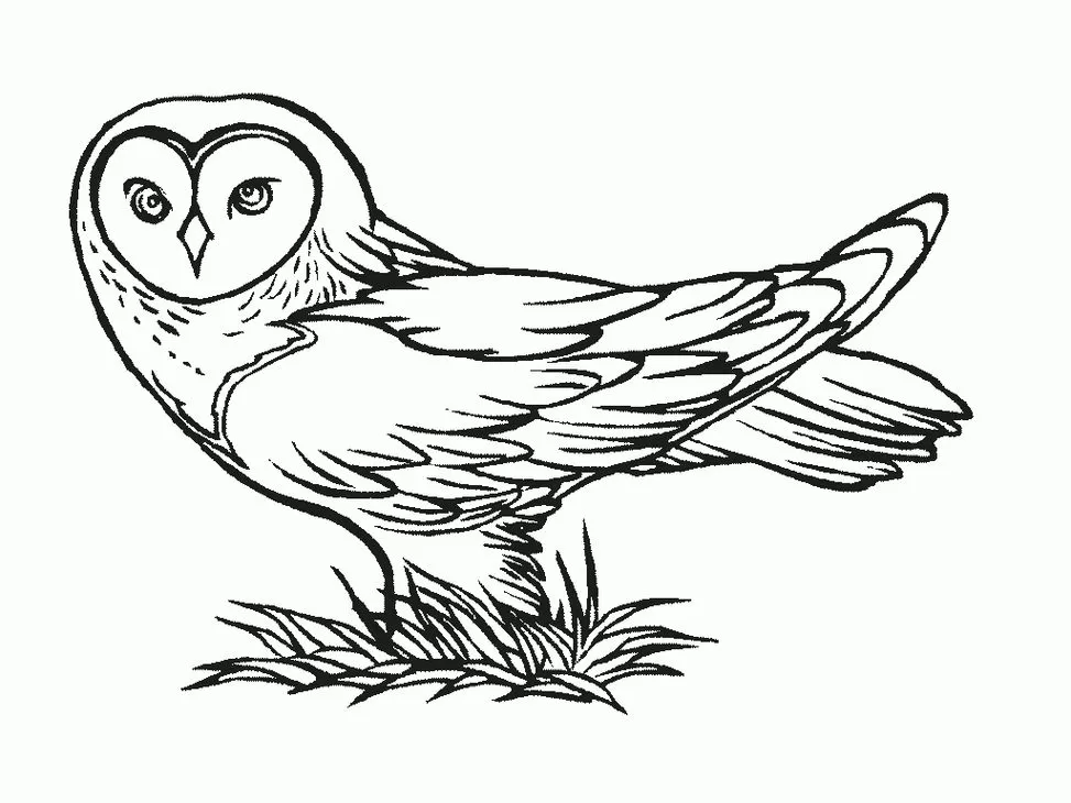 Coruja no capim: Desenho para colorir com detalhes de penas e olhos expressivos.