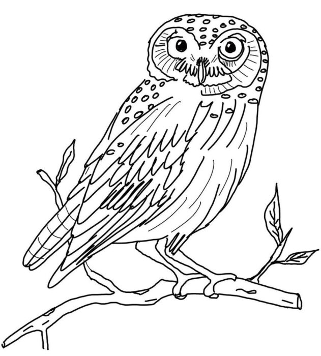 Coruja Real para Colorir: Desenho Detalhado de Coruja Empoleirada