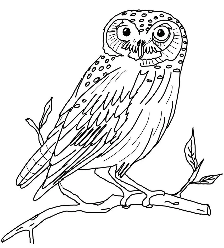 Coruja Real para Colorir: Desenho Detalhado de Coruja Empoleirada