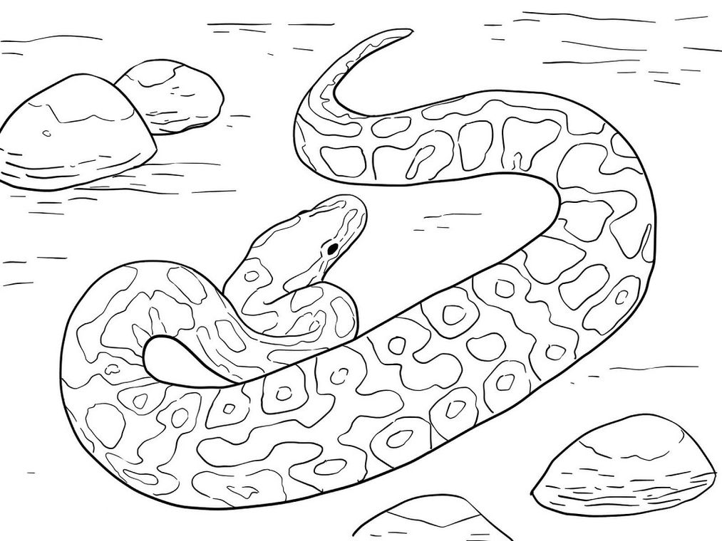 Desenhos de Cobras para colorir - Desenhos Imprimir