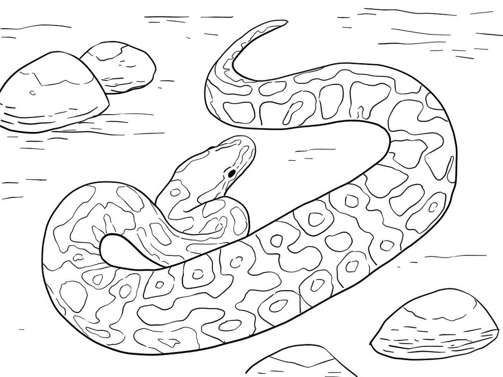 Desenhos de Cobra para Colorir e Imprimir