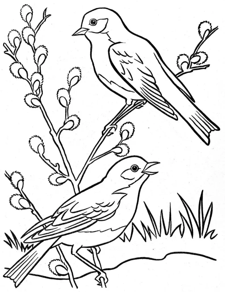 Desenhos de Pássaros para colorir Dois Pássaros Desenho de pássaros para colorir: dois pássaros em galho de salgueiro com grama.