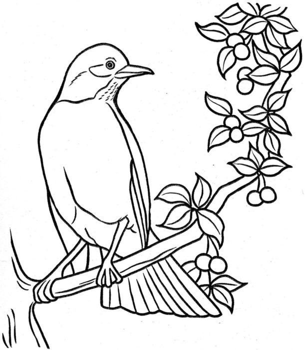 Desenhos de Pássaros para colorir No Galho Desenho de pássaro em galho com frutas para colorir. Atividade relaxante e criativa.