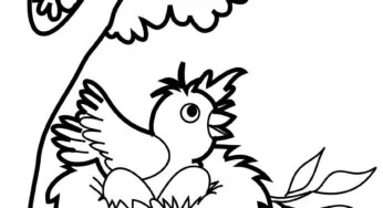 Desenhos de Pássaros para colorir