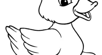 Desenhos de Patos para colorir