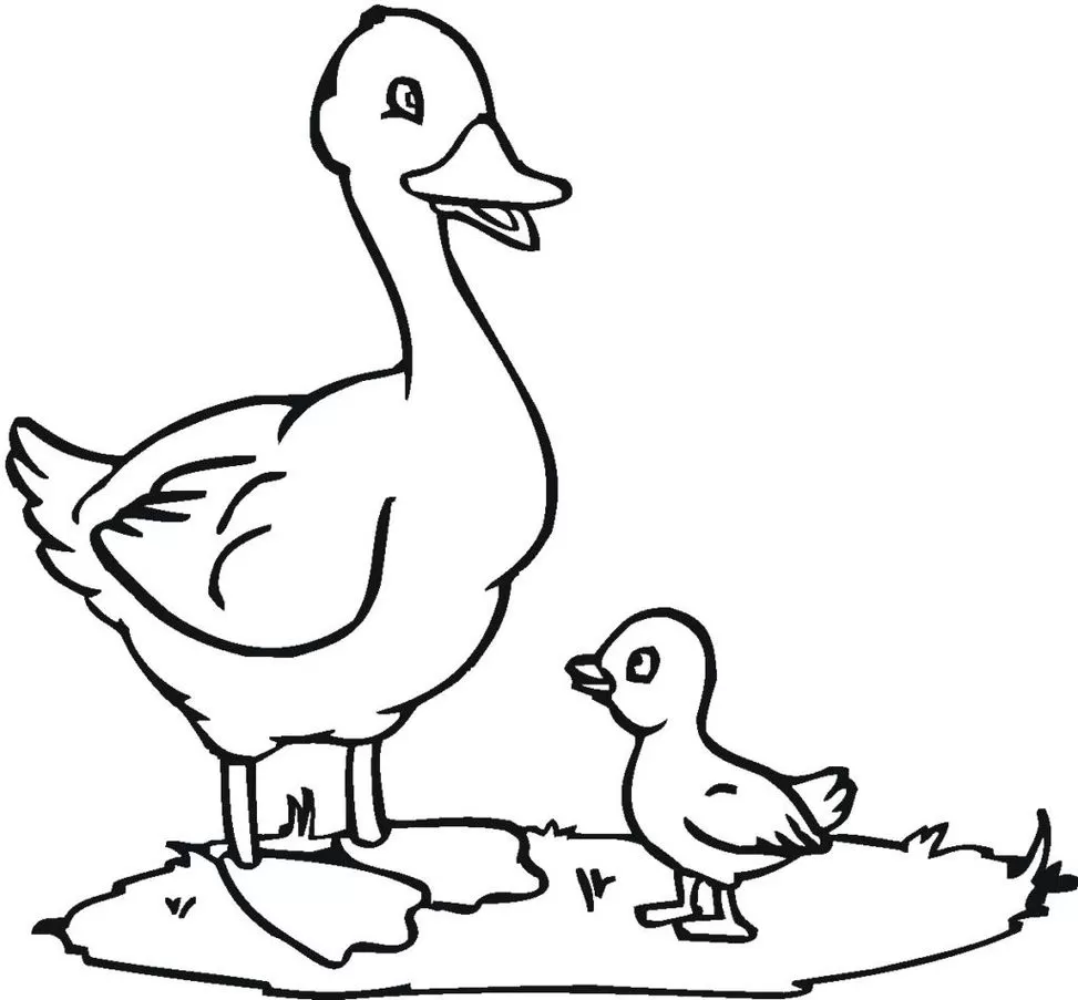 Desenhos de Patos para colorir Mae e Filho Desenho de patos para colorir: mamãe pata e filhote em cena campestre.