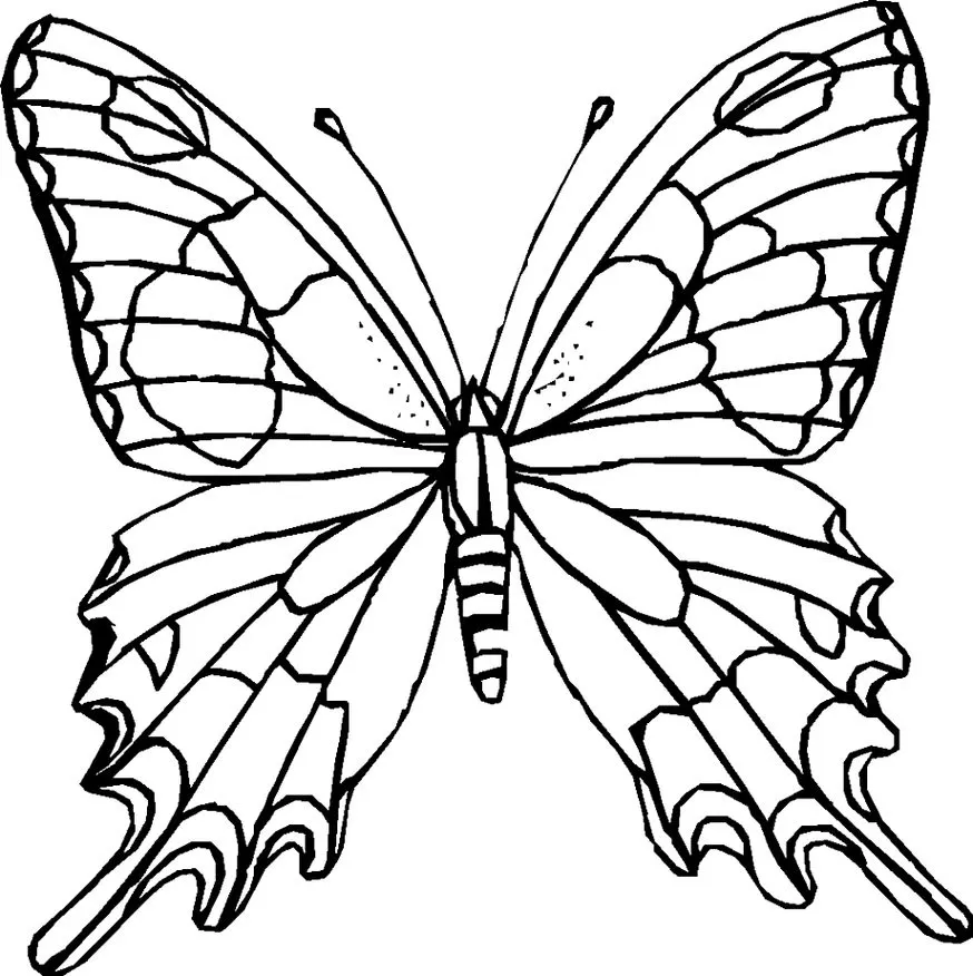 Borboleta com asas abertas para colorir em PDF. Desenho simétrico com padrões complexos.