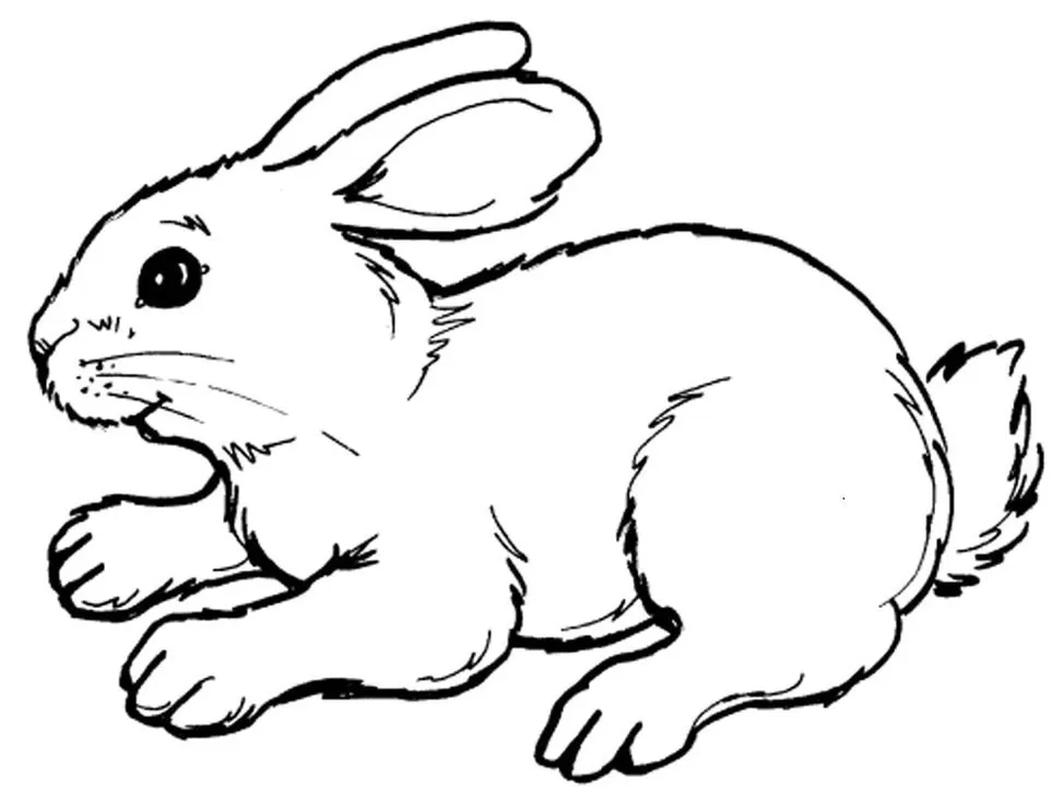 Coelho adorável para colorir em PDF: Desenho fofo com traços marcantes.