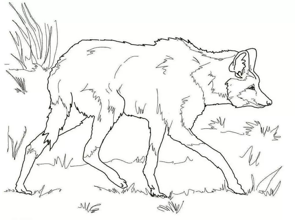 Lobo magro caminhando na grama: desenho em PDF para colorir.