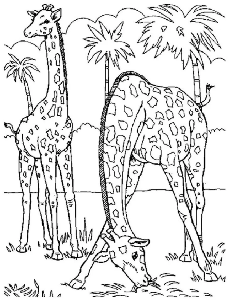 Girafas na savana para colorir em PDF: Cena com duas girafas comendo e palmeiras ao fundo.