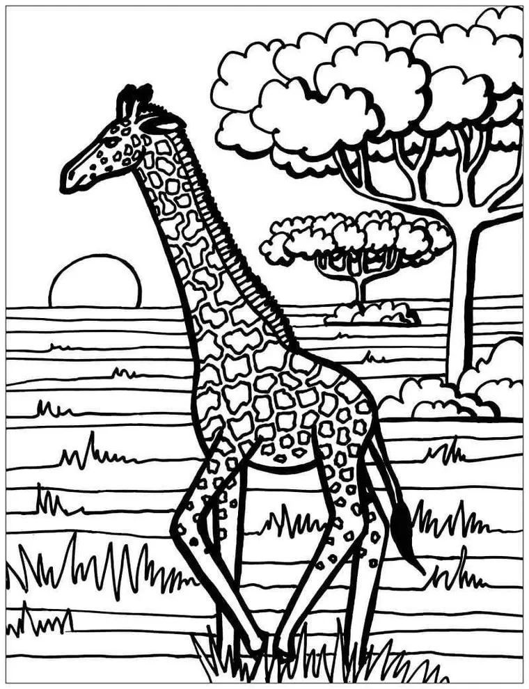 Girafa para colorir em cenário campestre ao pôr do sol