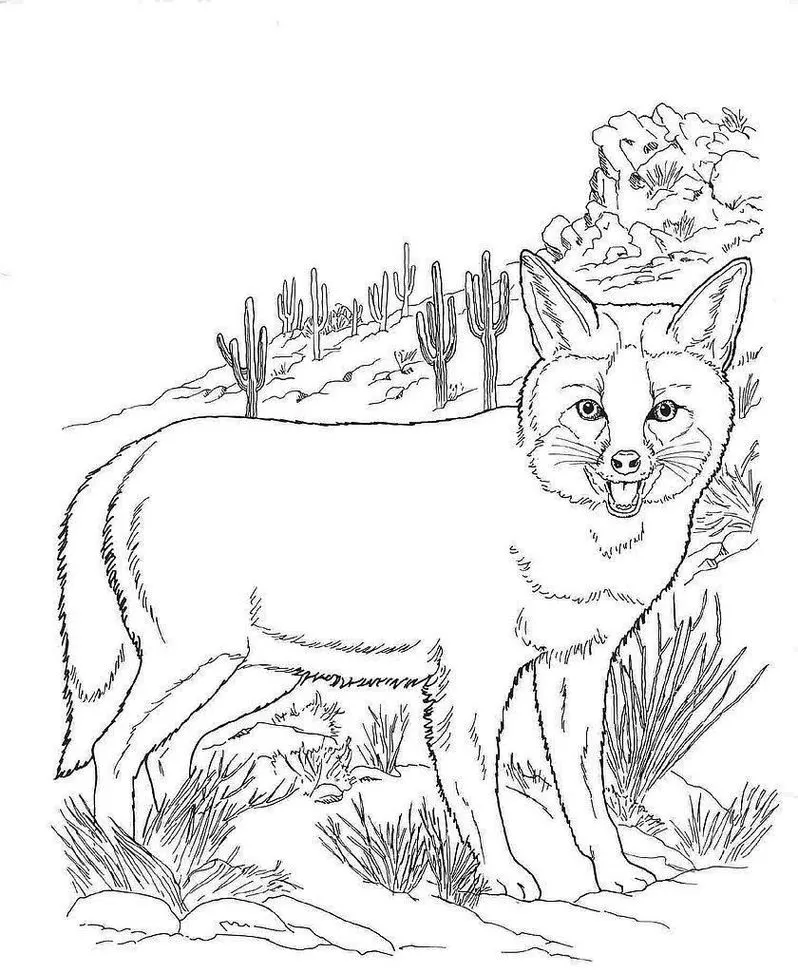 Raposa selvagem em cenário campestre com cactos e rochas para colorir em PDF.