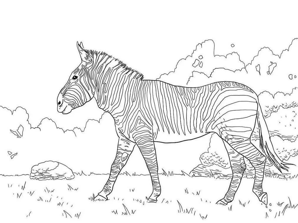 Desenhos de Zebras em PDF para colorir No Campo Zebra com listras em cenário campestre para colorir em PDF