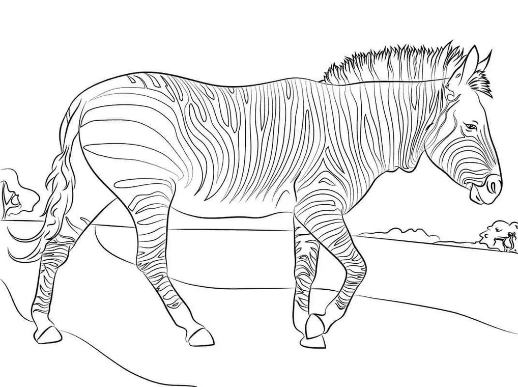 Desenhos de Zebras em PDF para colorir Pastando Zebras pastando na savana: Desenho em PDF para colorir