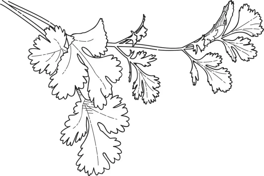 Desenho de coentro para colorir: Ramo com folhas e caules bem definidos.