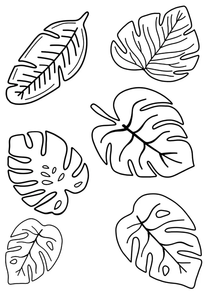 Folhas de Costela de Adão: Desenhos para colorir com tema botânico.