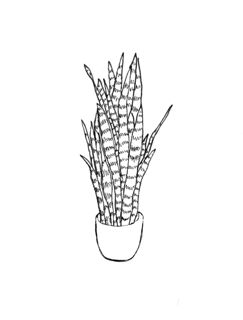 Desenho de planta Espada de São Jorge em vaso para colorir. Folhas longas e pontiagudas com padrões ondulados.