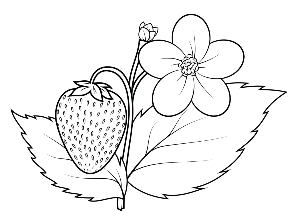 Plantação de Morango para Colorir: Morango Maduro, Flor e Botão