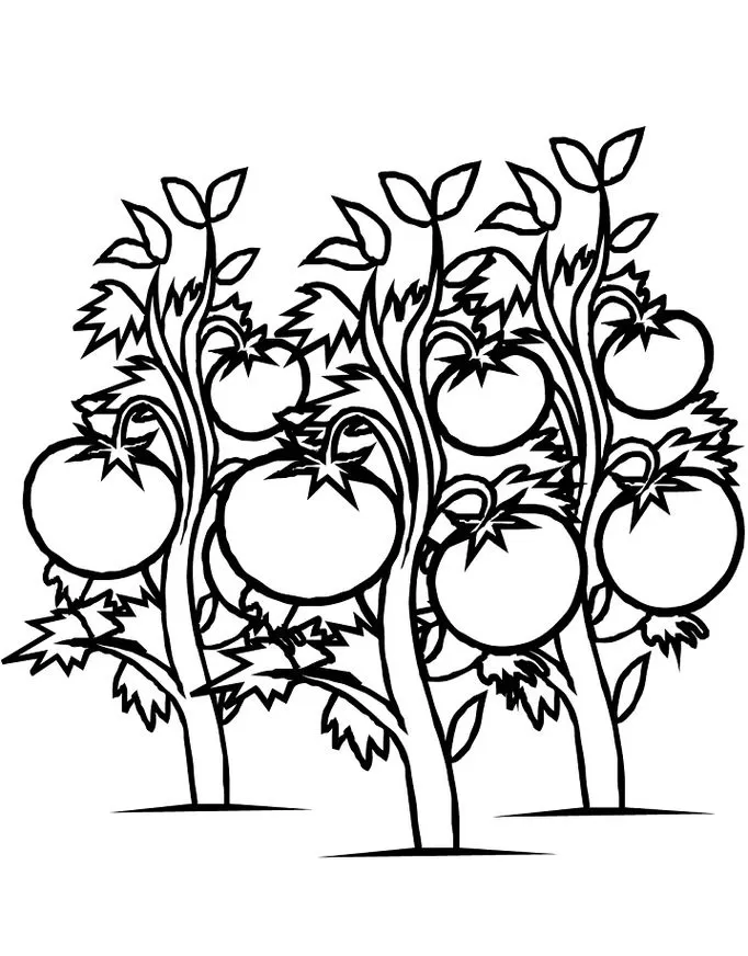 Desenhos de pés de tomate para colorir, com tomates e folhagem.