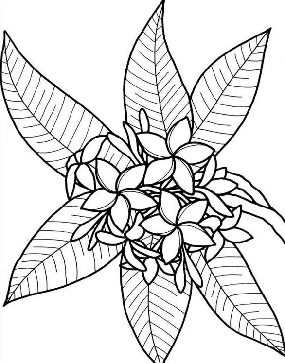 Desenho de jardim floral para colorir: flores delicadas e folhas texturizadas.