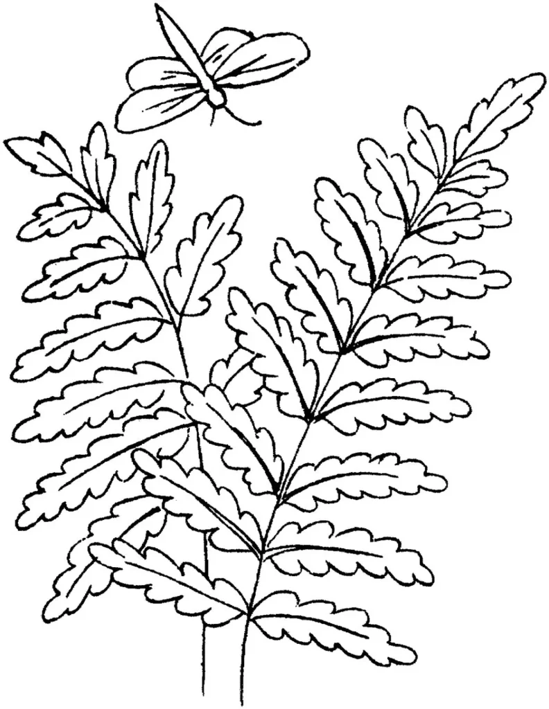 Samambaia e libélula: desenho para colorir com foco na natureza.